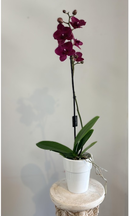 Magnifica 1 Spike Purple Orchid Plant