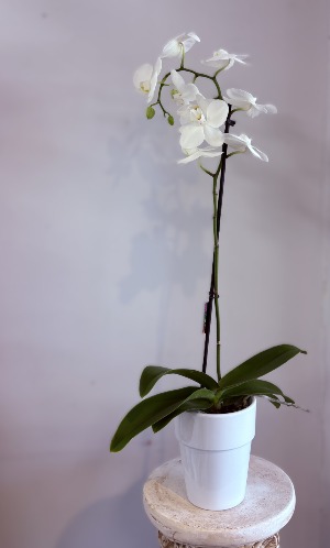 Magnifica 1 Spike White Orchid Plant