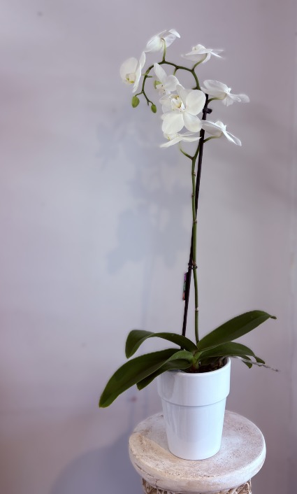 Magnifica 1 Spike White Orchid Plant