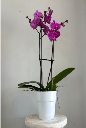 Magnifica 2 Spike Purple Orchid Plant