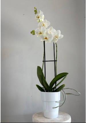 Magnifica 2 Spike White Orchid Plant