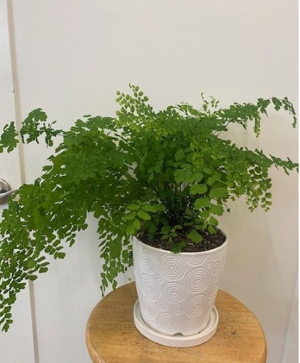 Maidenhair Fern 