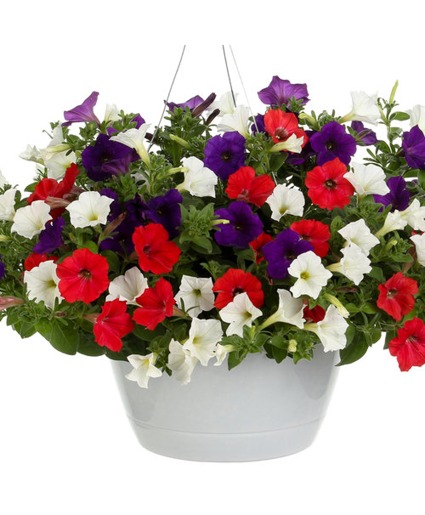 Mainstreet USA- 12" Annual Hanging Basket Mainstreet USA- 12" Hanging Basket- Color Scheme: Red, White, and Blue