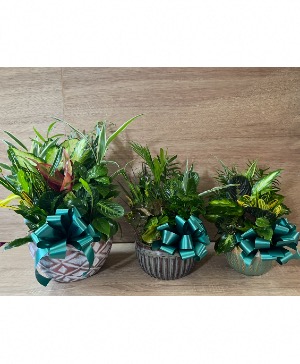 Majestic Dish Garden  Dish Garden