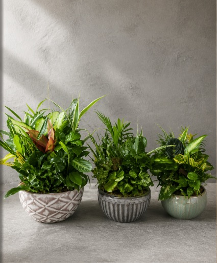 Majestic Dish Garden  Dish Garden