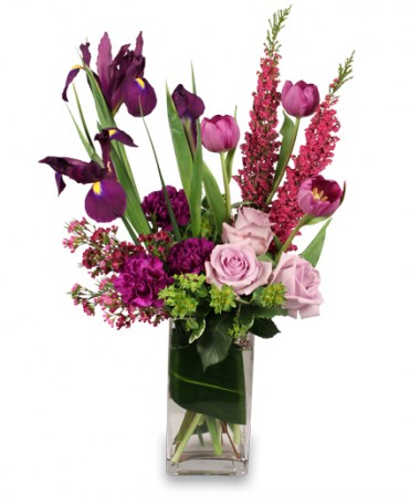 Majestic Magenta Luxury Collection