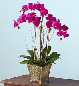 Majestic Orchid Garden 