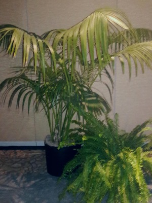 Kentia Palm/Kimberly Queen Fern  Good Light Needed