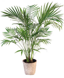 Majesty Palm House Plant