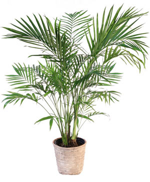 Majesty Palm House Plant