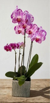Mama Mia. Arrangement orchids