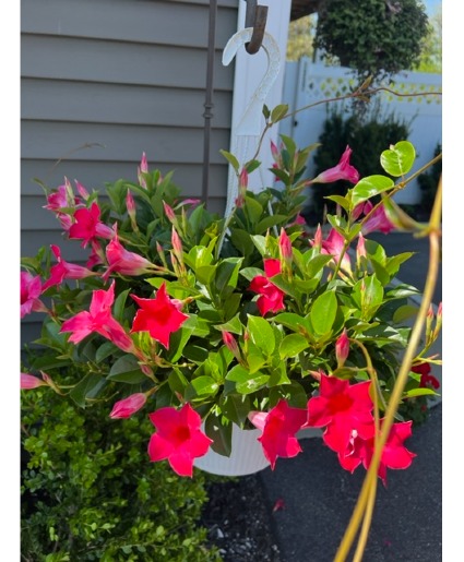 Mandevilla Hanging Basket "Dipladenia"