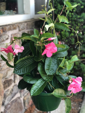 Mandevilla Hanging Basket Pink Sun- Greenhouse in Bentonville, AR - MATKINS  FLOWERS & GREENHOUSE