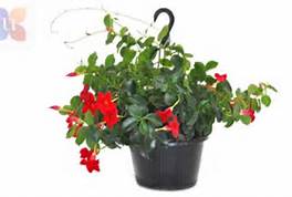 Mandevilla Hanging Basket Sunny 