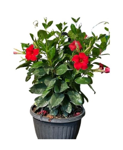 Mandevilla in Hanging Basket  