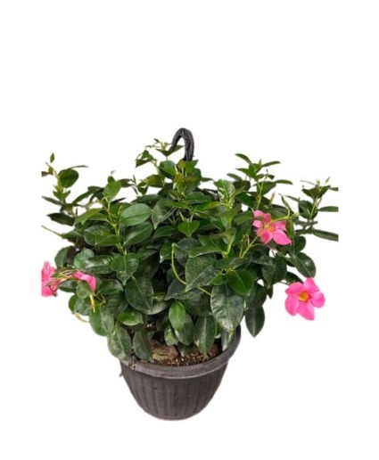 Mandevilla in Hanging Basket  
