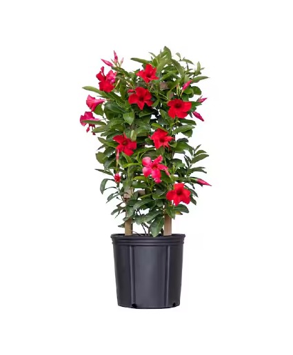 Mandevilla on Trellis Plant