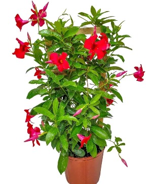 Mandevilla Plant