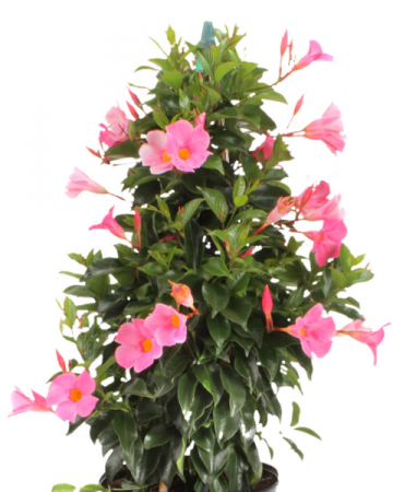 where can i buy air plants near me 25 Pack Premium Air Plants Mix *Cannot Be Shipped Internationally*