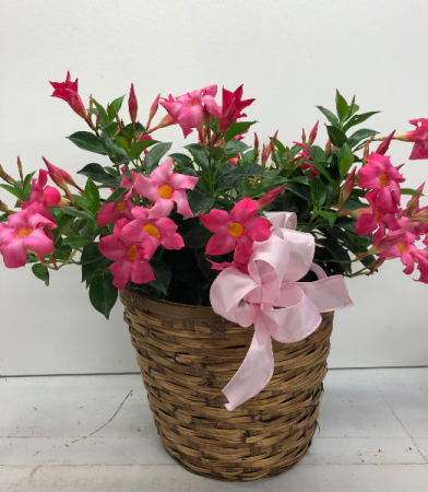 Mandevilla Sun Parasol Bush Plant
