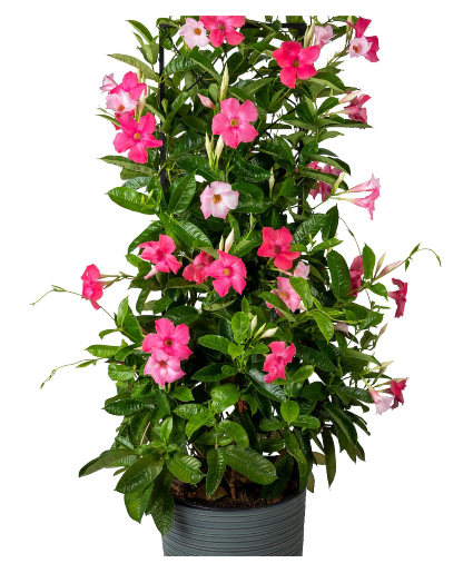 Mandevilla Trellis Sold Out