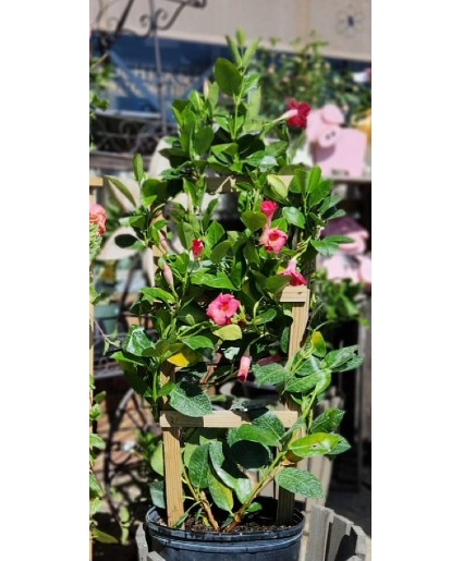 Mandevilla Trellis Plant