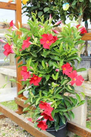 Mandevilla Trellis Vine 10" Pot
