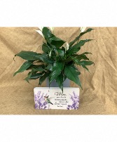 Marble Paver with 6 in green plant 