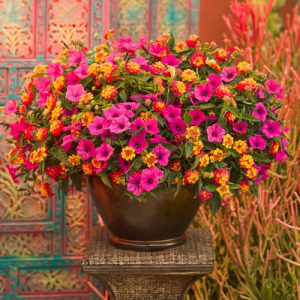 Caribbean Day -- 12" Pot 