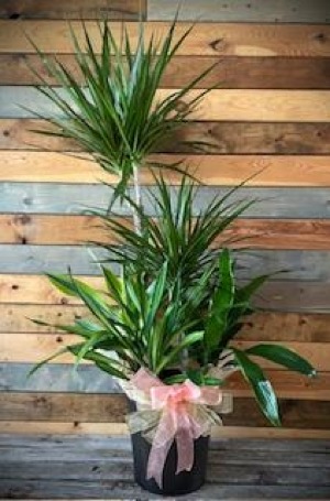 Marginata Combo 