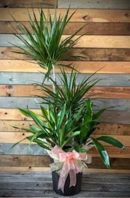 Marginata Combo 