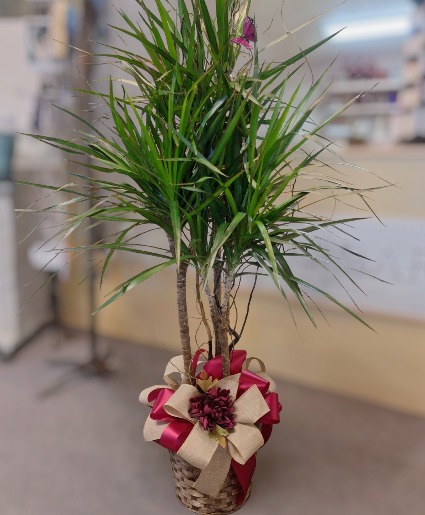 Marginata Plant