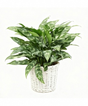 Maria Evergreen  House Plant 