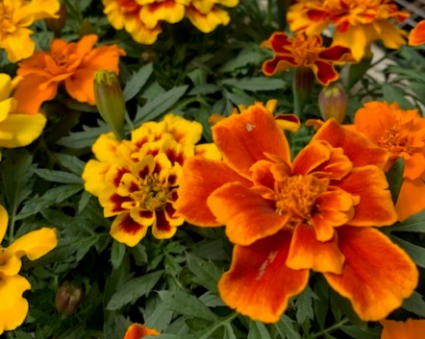 Marigolds- 6 Pack 