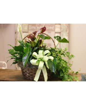Masculine Plant Basket Plant Basket 