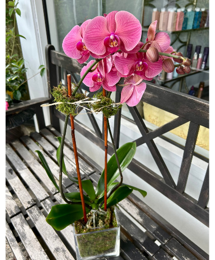 MAUVE ORCHIDS