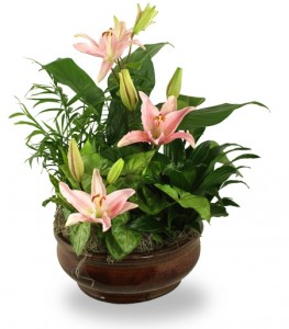 Md 12" Ceramic Dishgarden 