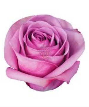 Purple Roses 
