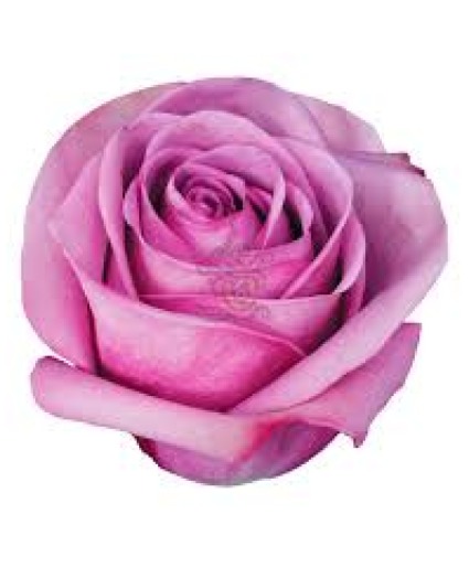 Purple Roses 