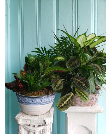 LARGE DISHGARDENS PLANTS