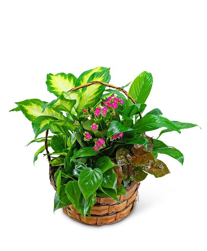 Medium Blooming Dish Garden Flower Arrangement