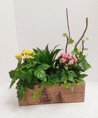 Medium Dish Garden 