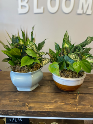 Medium Dish Garden 