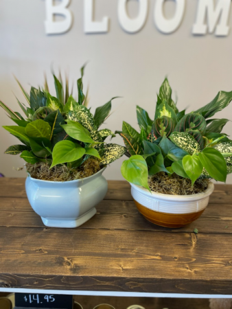 Medium Dish Garden 