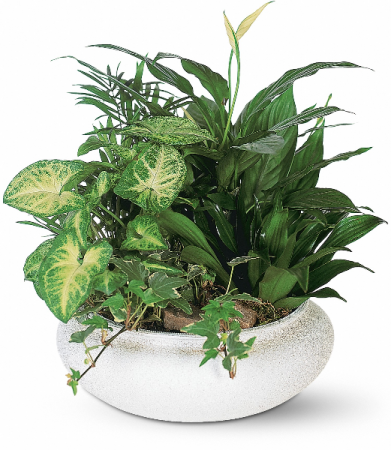 Medium Dish Garden Green Plant