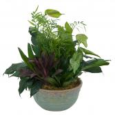 Medium Dish Garden Plant