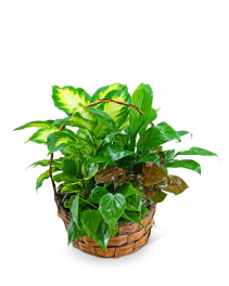 Medium Basket Garden Plant