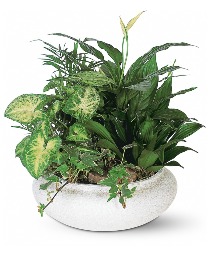 Medium Dish Garden Plant