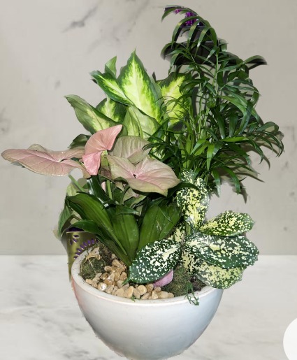 DISH GARDEN PLANT