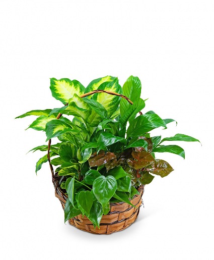 Medium Dish Garden Plants
